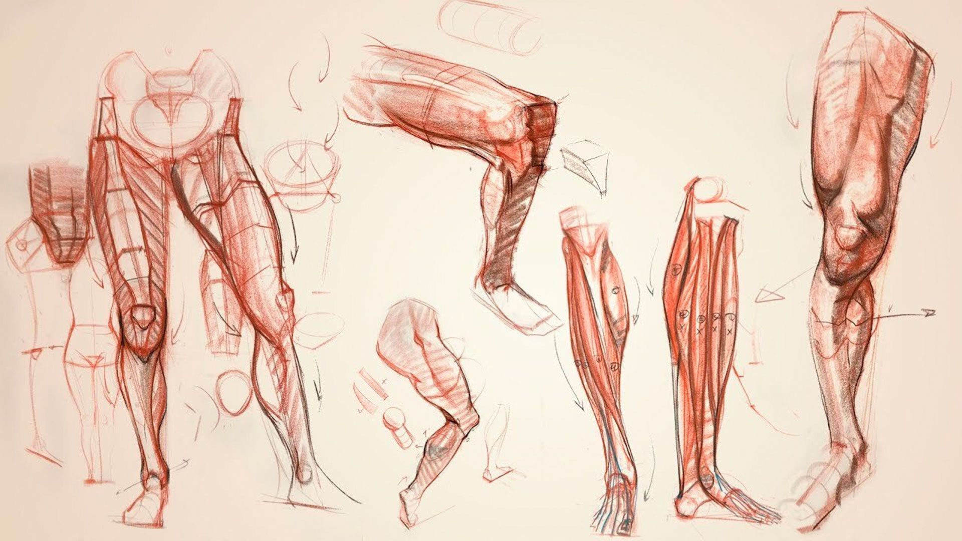 Anatomy of the Human Leg and Hip