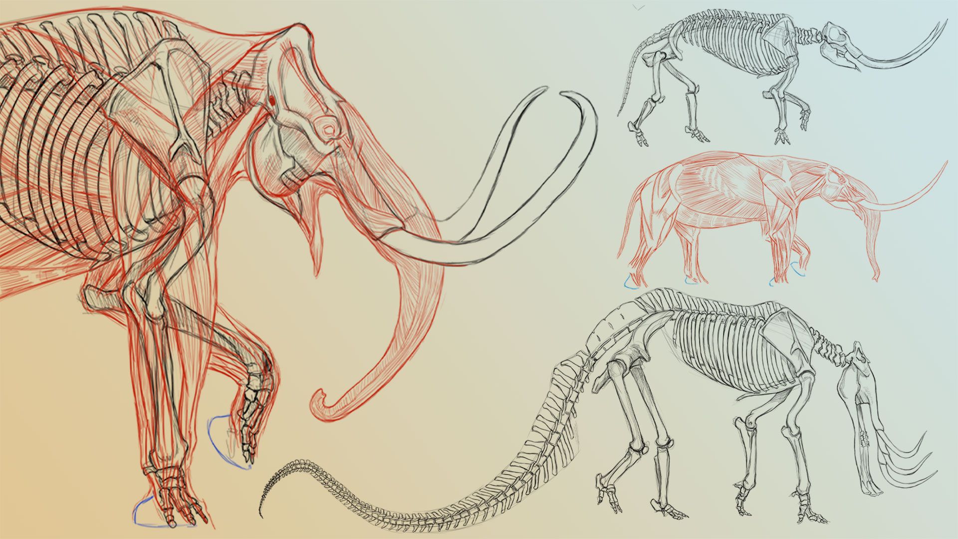 Elephant Anatomy Vol. 1 & 2 With Terryl Whitlatch