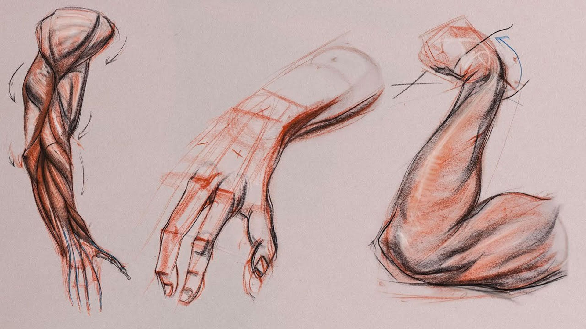 Supination and pronation are terms - Anatomy For Sculptors